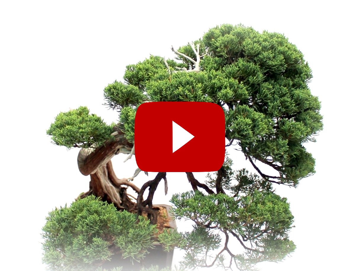 marczika bonsai studio video csatornajabonsai video bonsai ismerteto bonsai tudnivalok bonsai tartasa